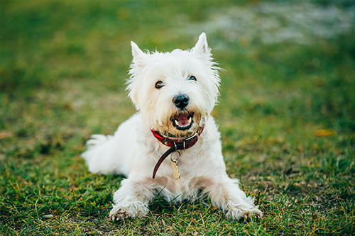 image for Springtime Garden Dangers for Pets